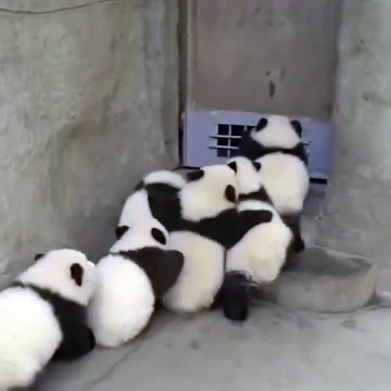 🐼 **Prepare to be enchanted!** Join us on a captivating adventure into the