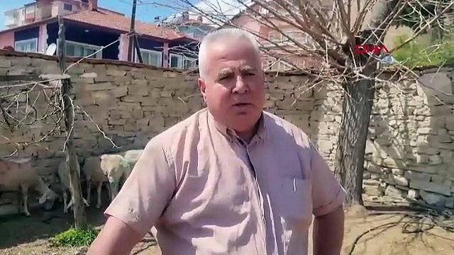 Başıboş köpeklerin saldırdığı koyun sürüsünün yarısı telef oldu
