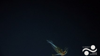 Glacial Glass Squid Filmed for the First Time In This Beautiful Footage