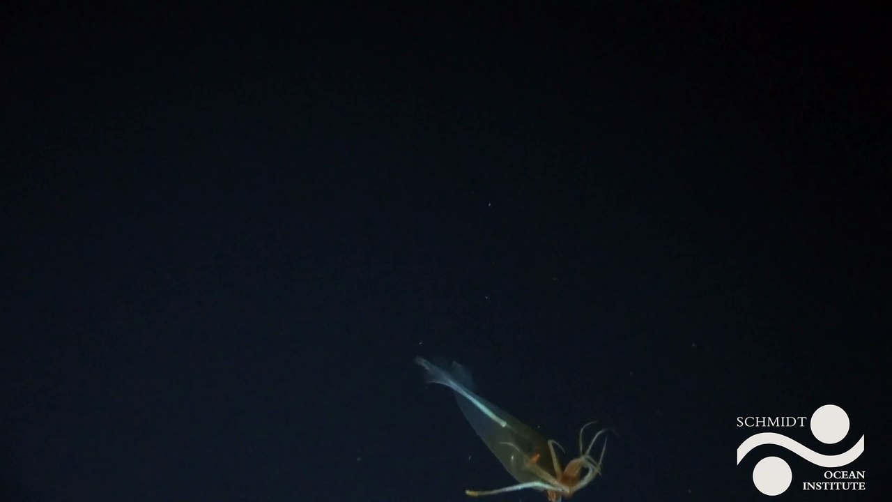 Glacial Glass Squid Filmed for the First Time In This Beautiful Footage