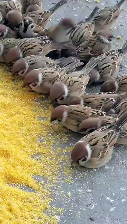 +Most+beautiful+birds
