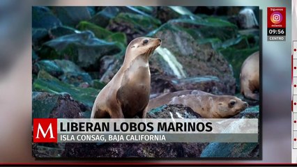 Desenmallan y liberan tres lobos marinos en la Isla Consag en BC