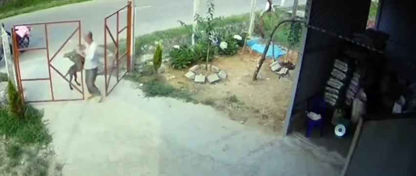 Ce chien ne veut pas laisser partir son maitre... adorable