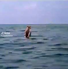 Dolphin saves a dog that fell into the sea from the boat