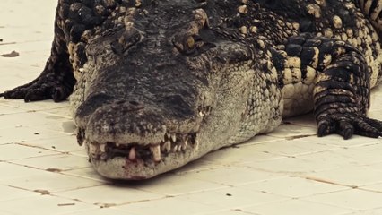 He Accidentally Gets Trapped in an Empty Pool With a Giant Crocodile Inside