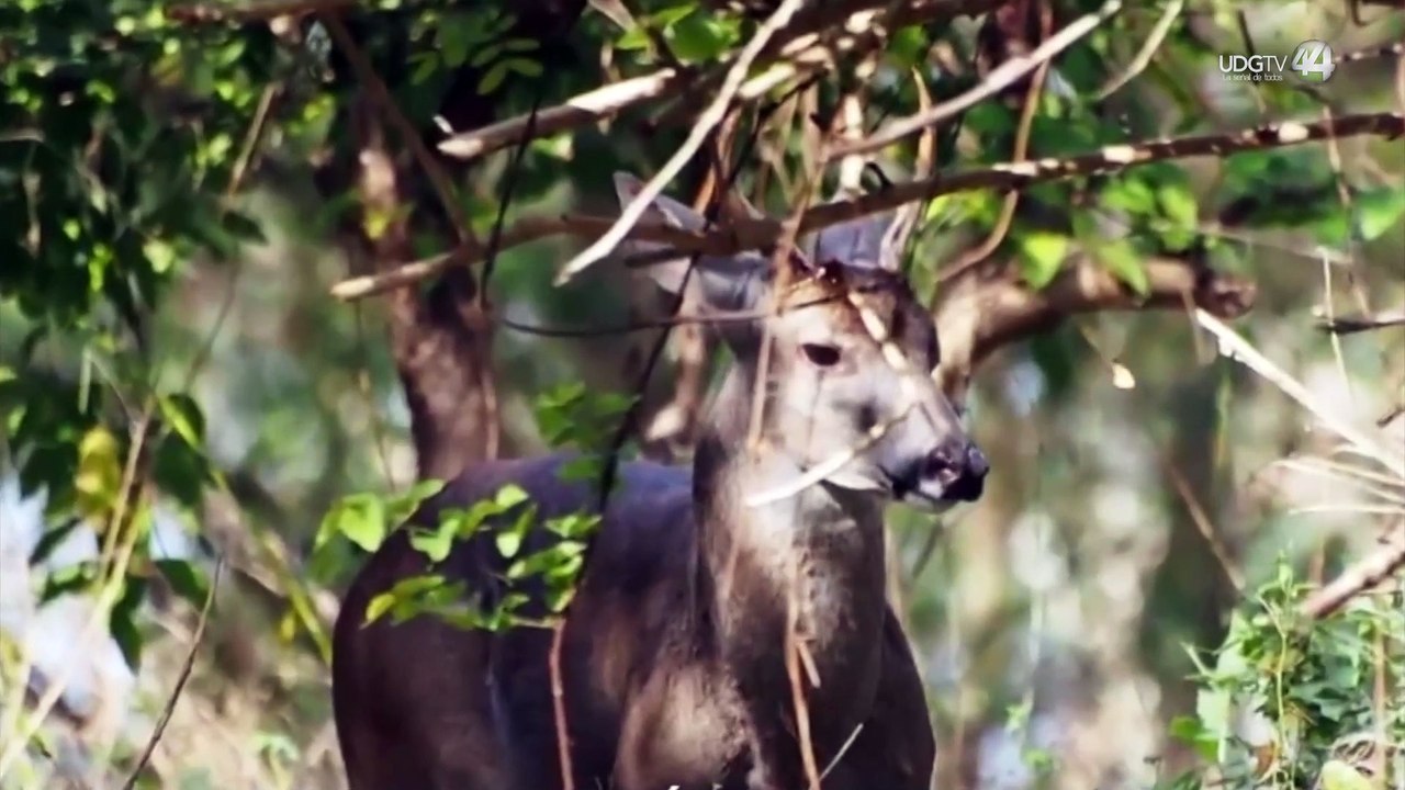Incendios y sequía ponen en riesgo a la fauna silvestre en la CostaSur
