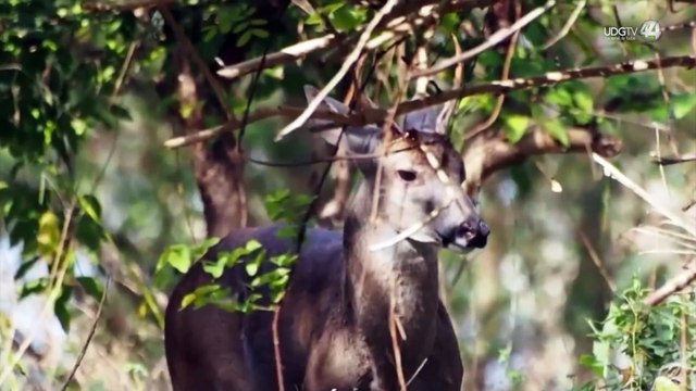 Incendios y sequía ponen en riesgo a la fauna silvestre en la CostaSur