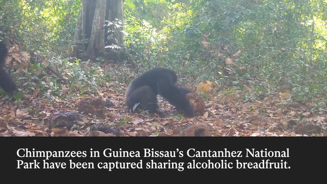 Chimpanzees seen eating alcohol-infused fruit for the first time, raising questions about evolution