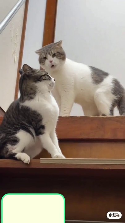 Cats fight