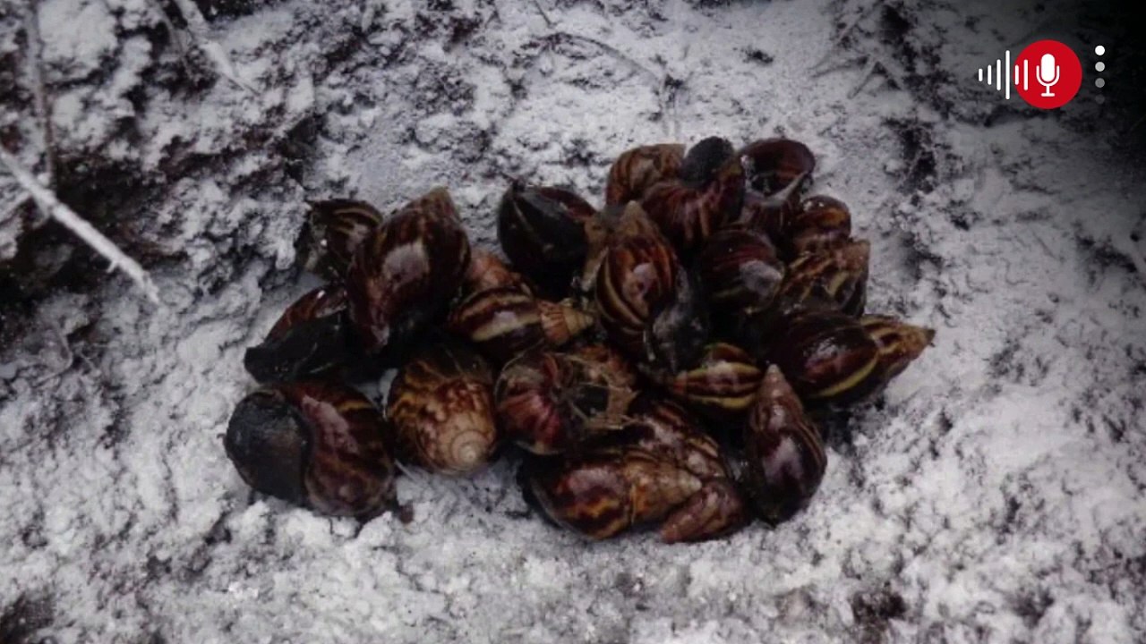 Aumentó la presencia de peligrosa especie invasora en Cundinamarca por la temporada de lluvias