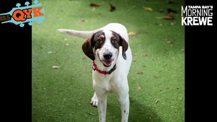 Our Mutt Monday Dog Sunshine Will Light Up Your Life