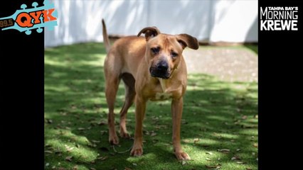 Our Mutt Monday Dog Jenny Is Sweet And Looking For A Friend