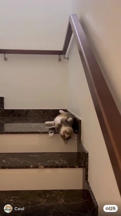 Cute Cat