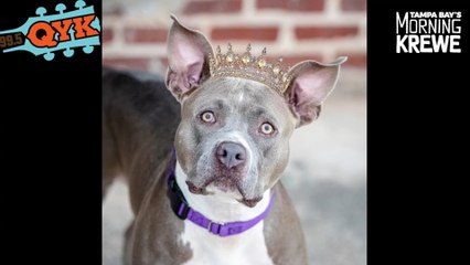 Our Mutt Monday Dog Princess Is Looking For A Fur-ever Home