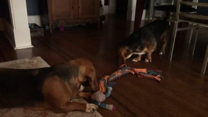 Scotty B's Hounds Have A Case Of The Mondays!