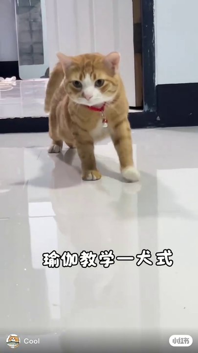 cute cat