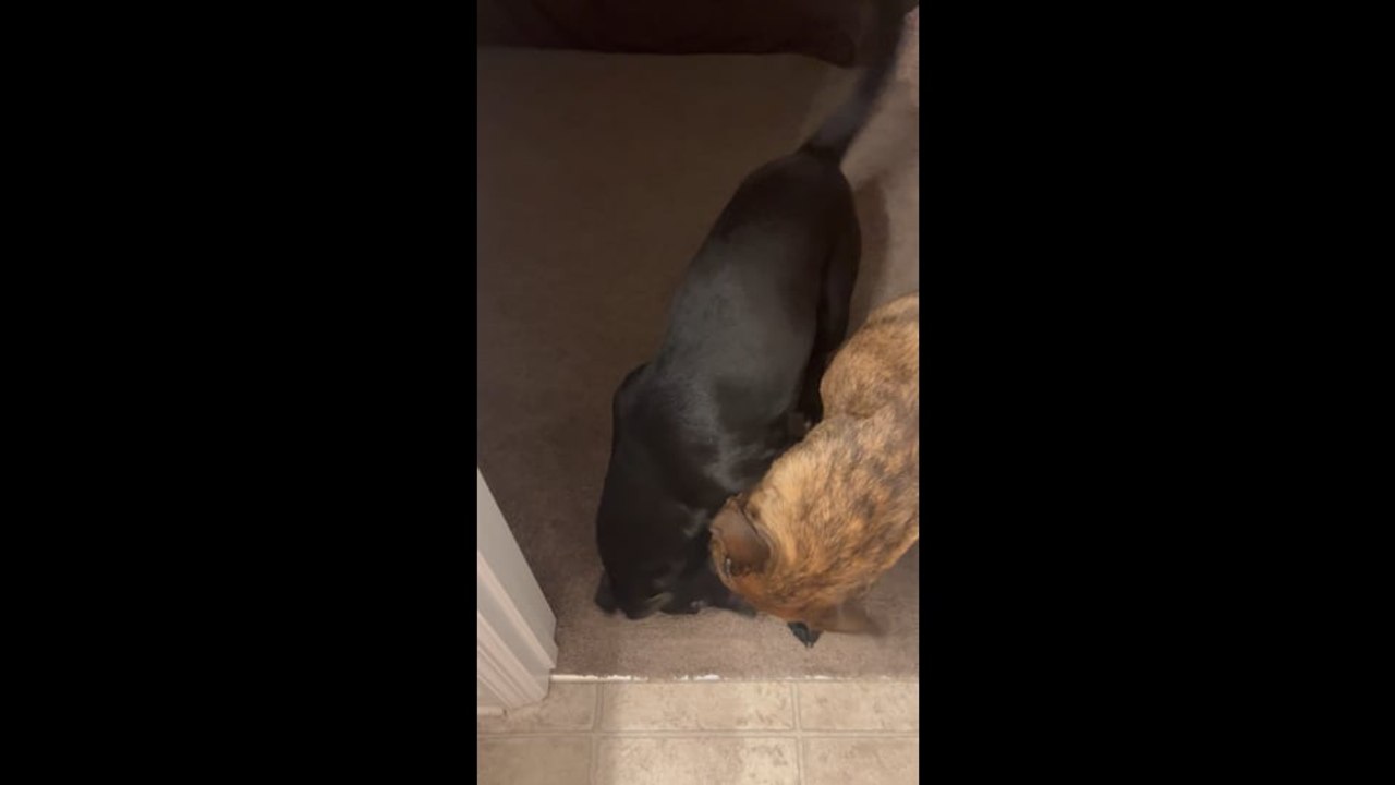 Waylon and Harley - Fighting