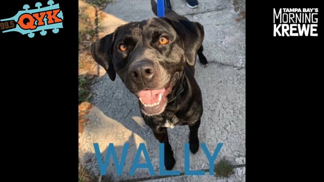 Wally And His Gorgeous Eyes Are Ready To Be Adopted