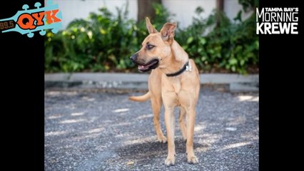 Rusty Is Looking For A New Best Friend And A Forever Home