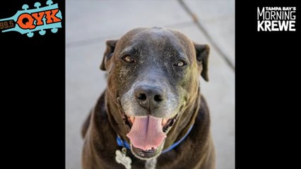 Mutt Monday - Meet Obi