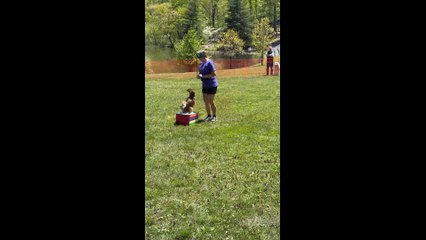 Petey Does A Barrel Race