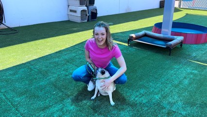 NSPCA Adopt A Pet: Meet Deeogee, The Pug