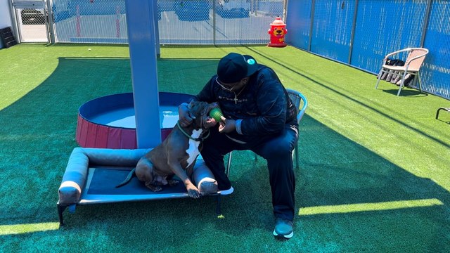 NSPCA Adopt A Pet: Meet Ezekiel, Terrier, American Pit Bull