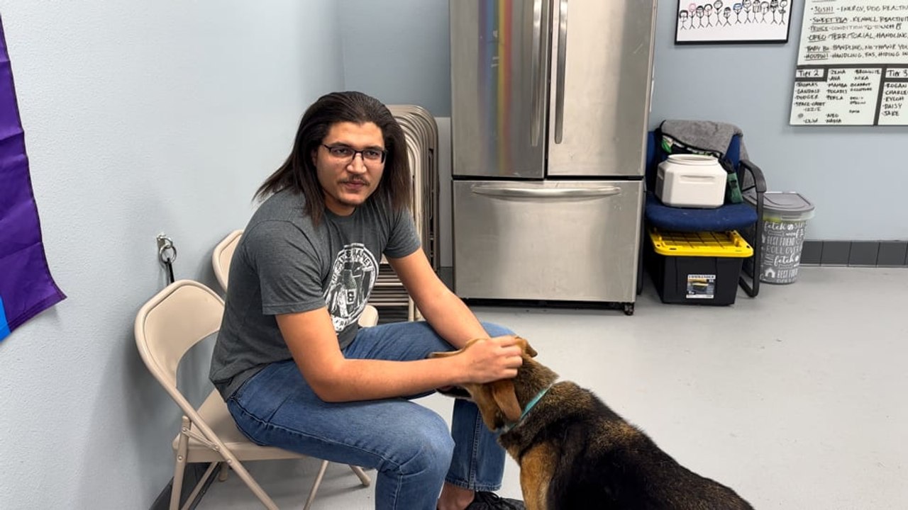 NSPCA Adopt A Pet: Meet Thomas, The Shepard Mix Breed