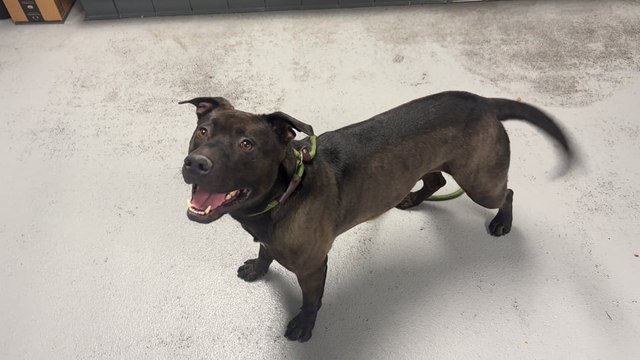 NSPCA Adopt A Pet: Meet Benji, The American Pit Bull Terrier
