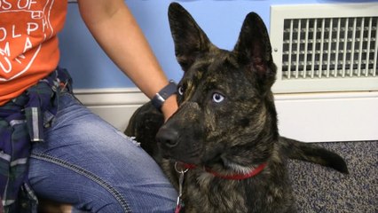 WDHA's Rock N' Ruff - "Missy"