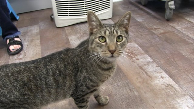 Cats, Merch Events, Volunteers, And Raising Money For Breast Cancer Awareness