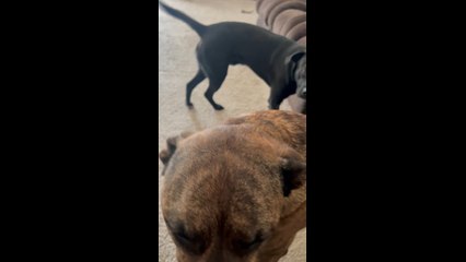 Harley On The Naughty List?