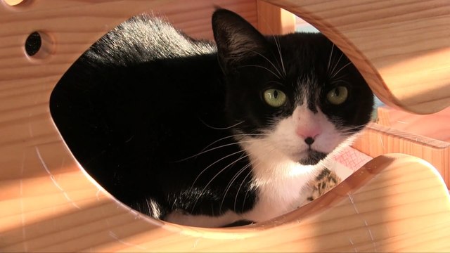 It's The Season Of LOVE At Karma Cat With Events & Adoptions