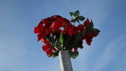 Orlando's Toy Drive First Cut