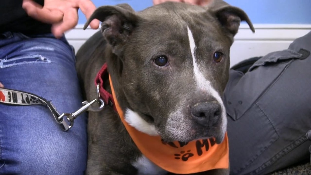 WDHA's Rock N' Ruff - "Sheba"