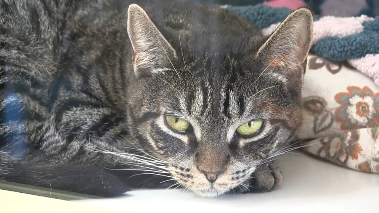 Kitty Corner: Meowmaste!, Events, and Adoptables