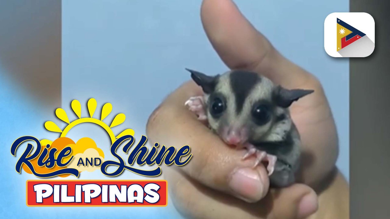 Wednesday Pet's Day | Tamang pag-aalaga sa mga cute na 'sugar glider', alamin!