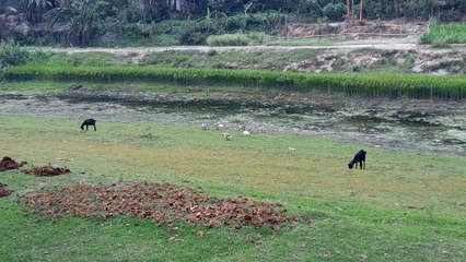 আড়কাটিয়া নদী ধুনট বগুড়া