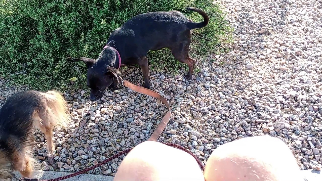 Villanova Paco saw our neighbors but nobody within anyones personal space enough to cause barks 🤙 VID_20250421_164208040