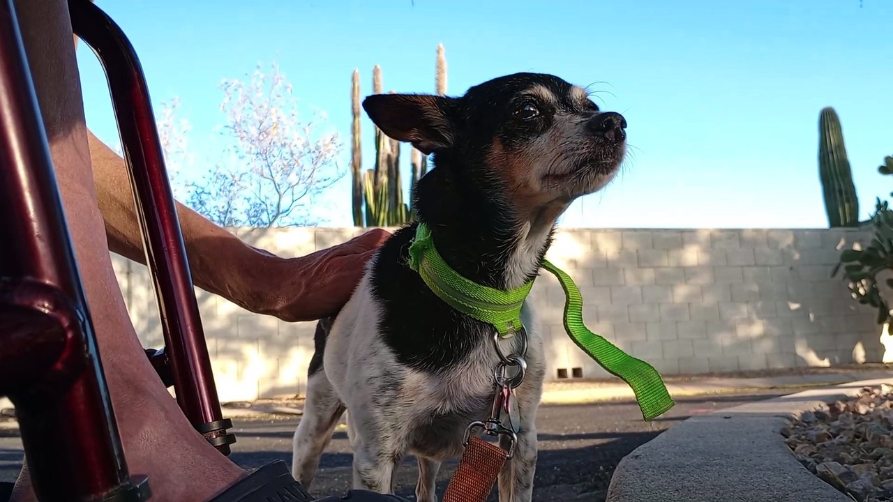 Kiko ChaCha's ~16y according 2 vet. Lovely she relaxed enough to use restroom on way to rest stop VID_20250421_175834670