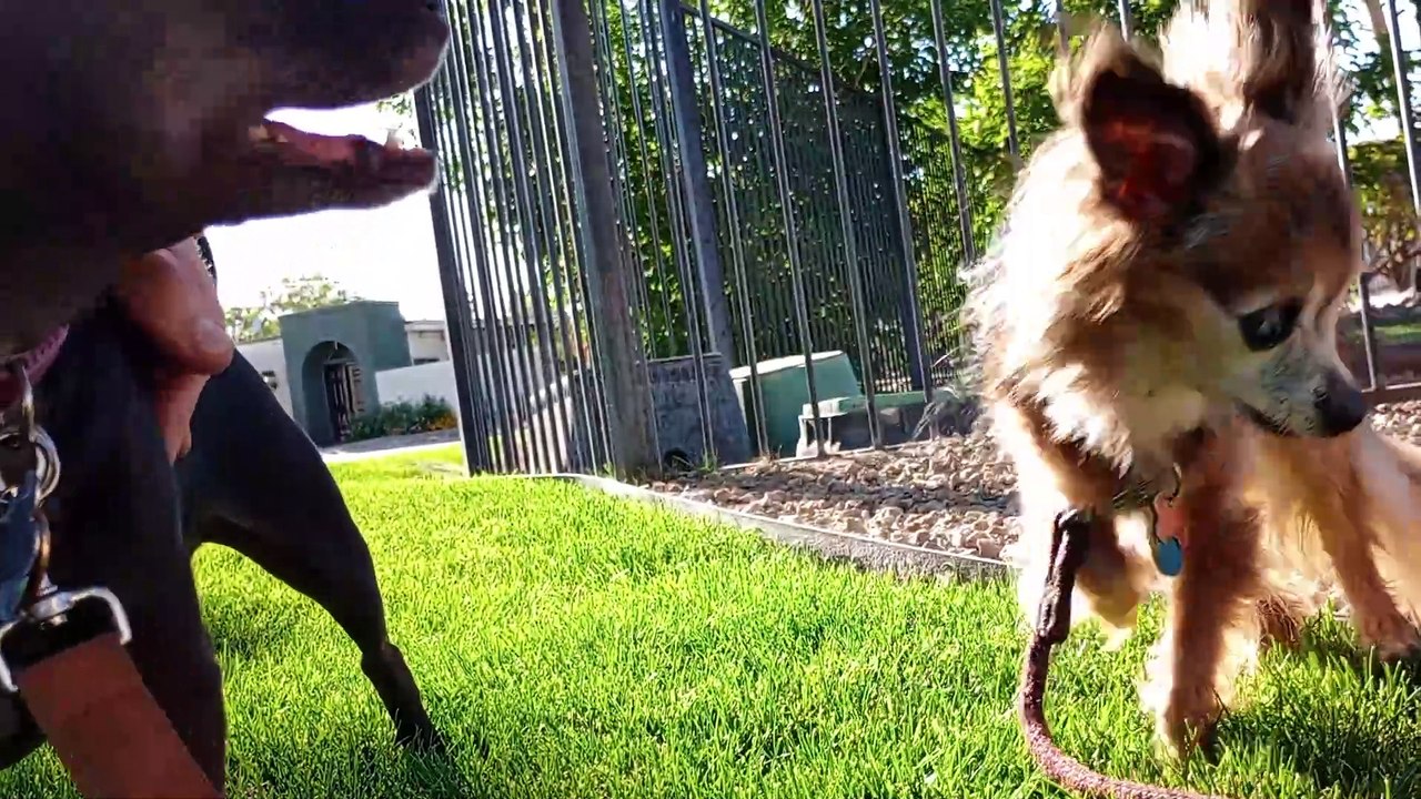 Villanova Paco saw neighbors-dogs too close beyond threshold so Paco goes crazy Excited, too busy VID_20250421_170028673