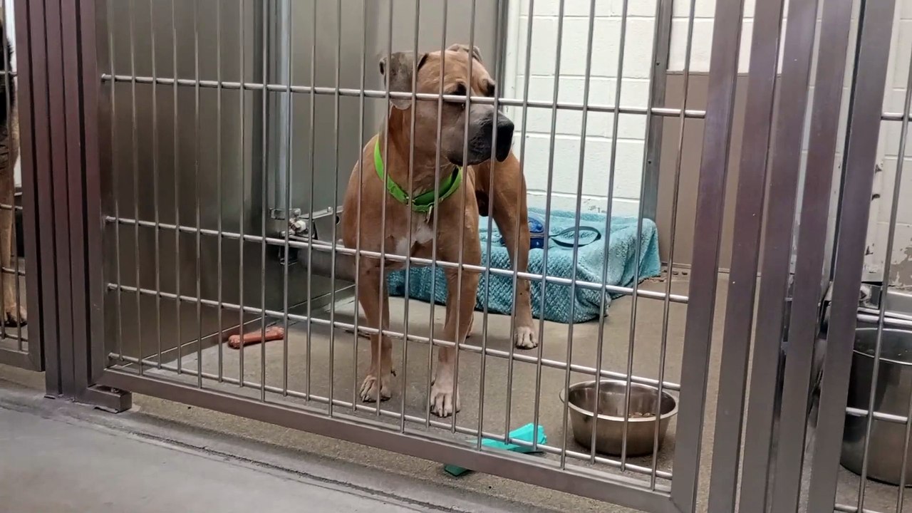 Skeeter 5y A845620 kennel 205 harrys haven PACC shelter I bother him easily, I go elsewhere VID_20250420_171319859