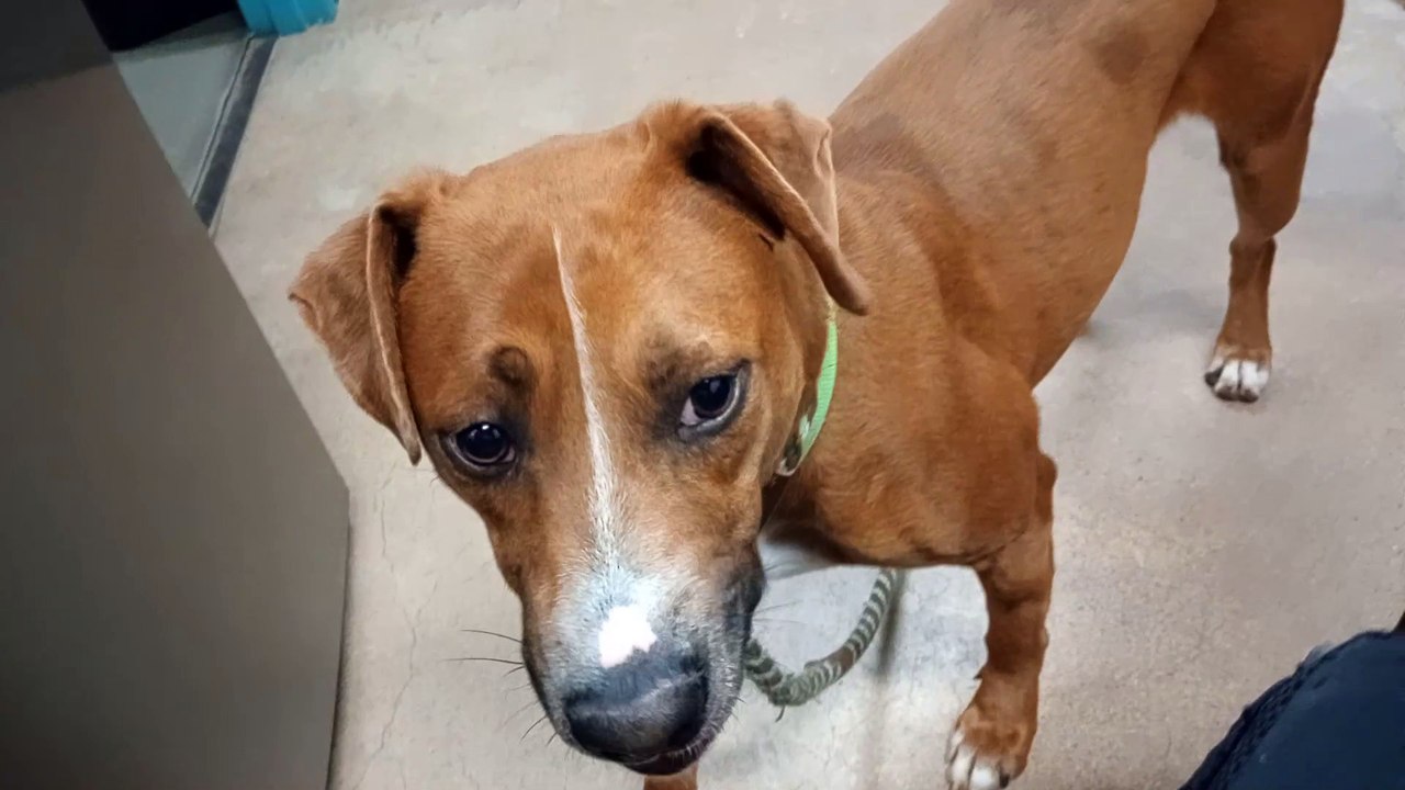 Ghost 1y A840001 in lovely volunteer office PACC shelter 4 months he's uncomfy by me but @ ease now VID_20250420_174143002