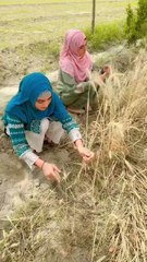 son loo maza na aya to ....