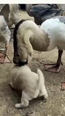 The poor puppy dared not resist the crazy attack of the goose.