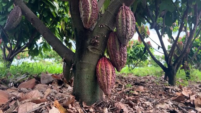 Brazil farmer aims to revolutionize cocoa industry with giant farm