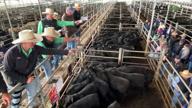 Big buyer takes home 29 decks of weaners at Nutrien's Armidale sale
