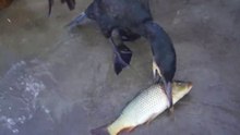 BIG CATCH..!! Cormorant swallows 50cm fish in seconds