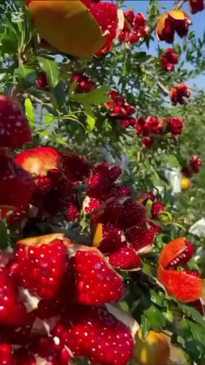 Beautiful voice Quran recitation