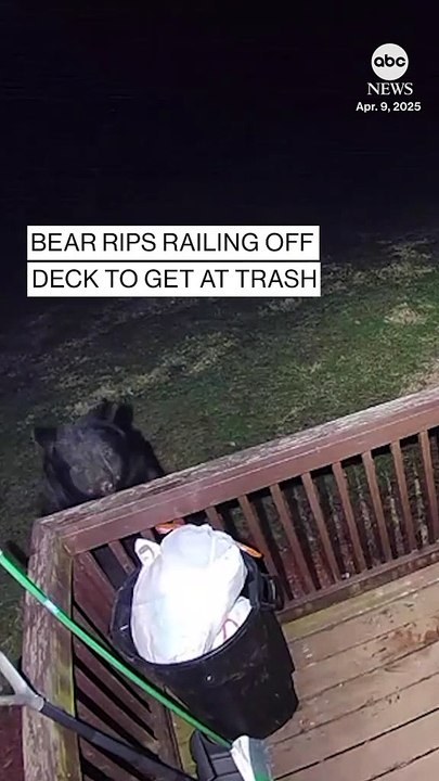 News bear